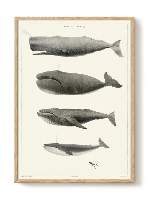 Art Print - A2 - World's Whales